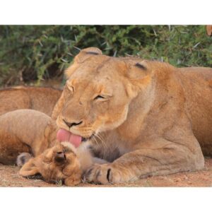 Állatok és kicsinyeik diafilm 34101007